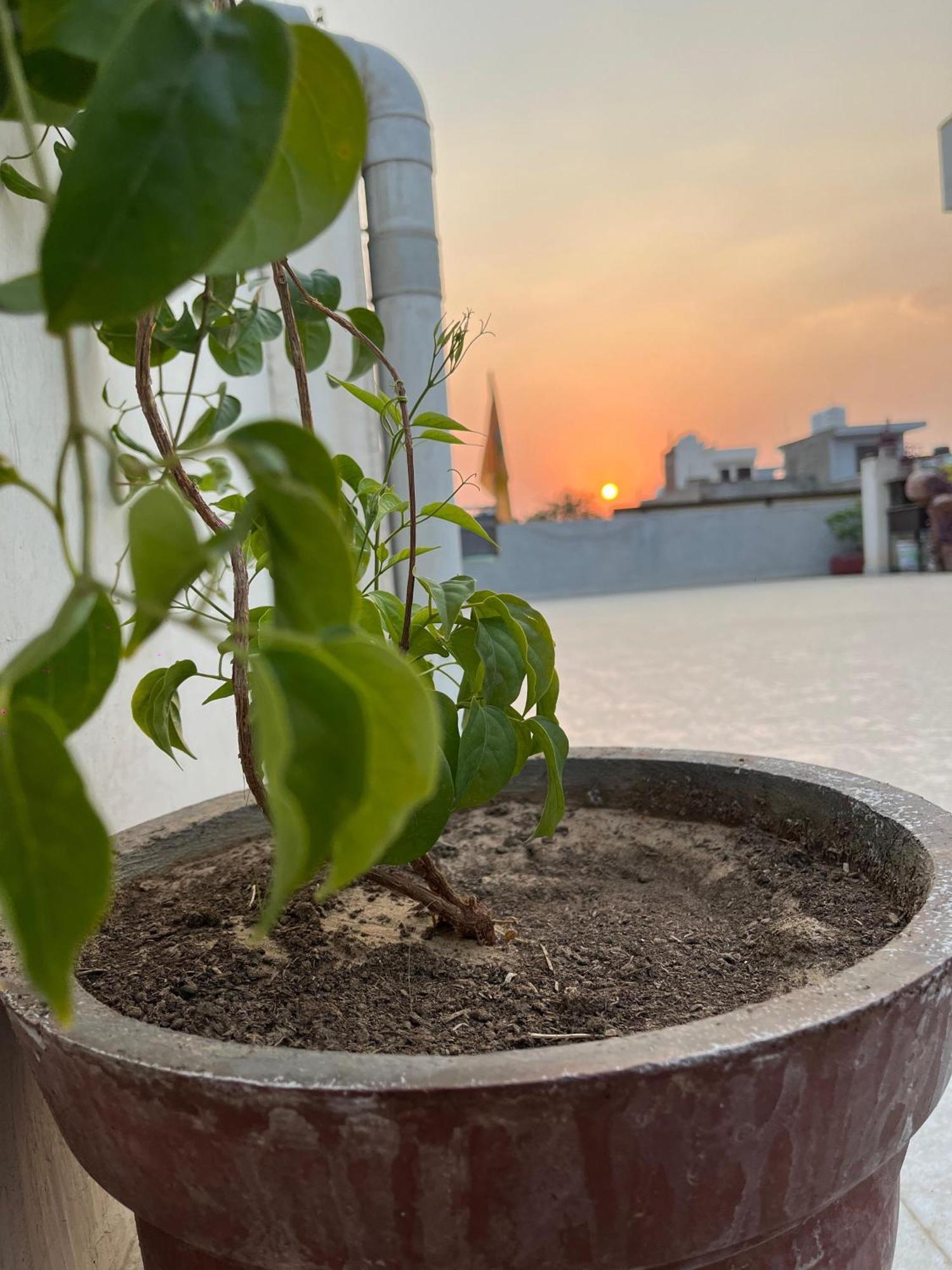 Ciudad Rosa Hotel Jaipur Luaran gambar